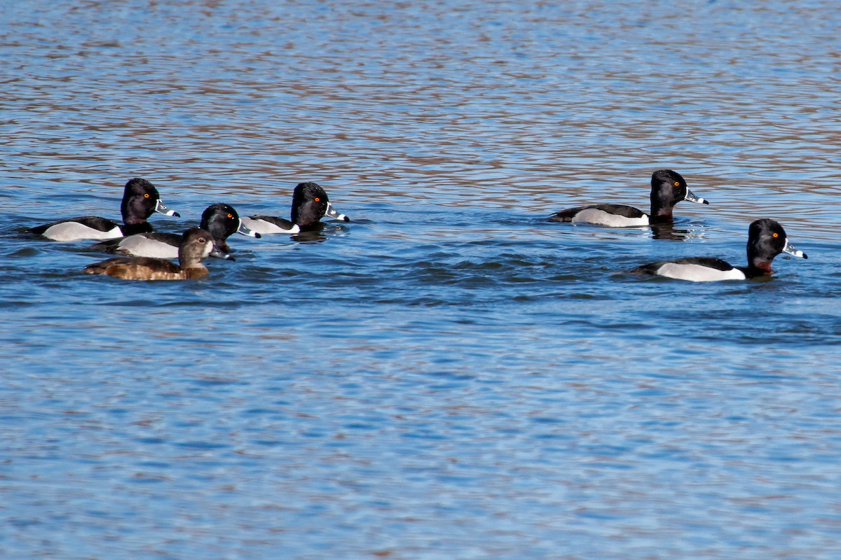 Ring-necked Duck - ML614833564