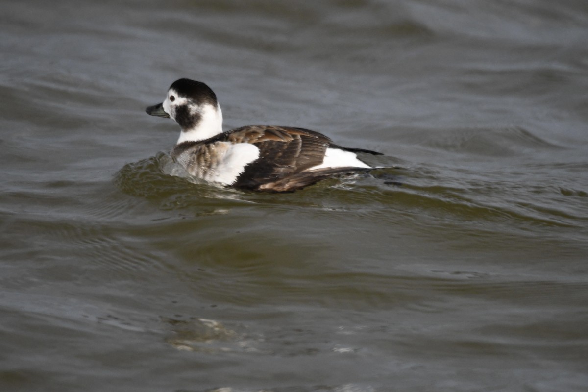 Long-tailed Duck - ML614833588