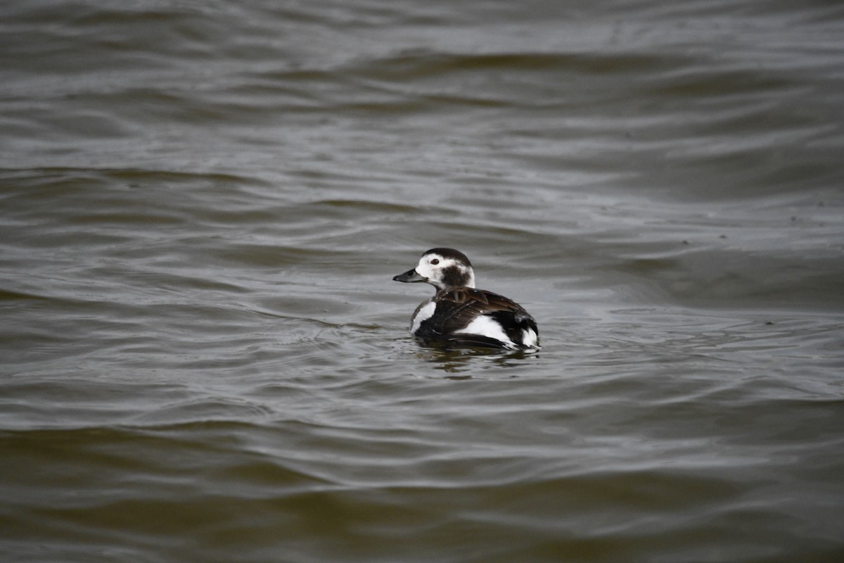 Long-tailed Duck - ML614833590