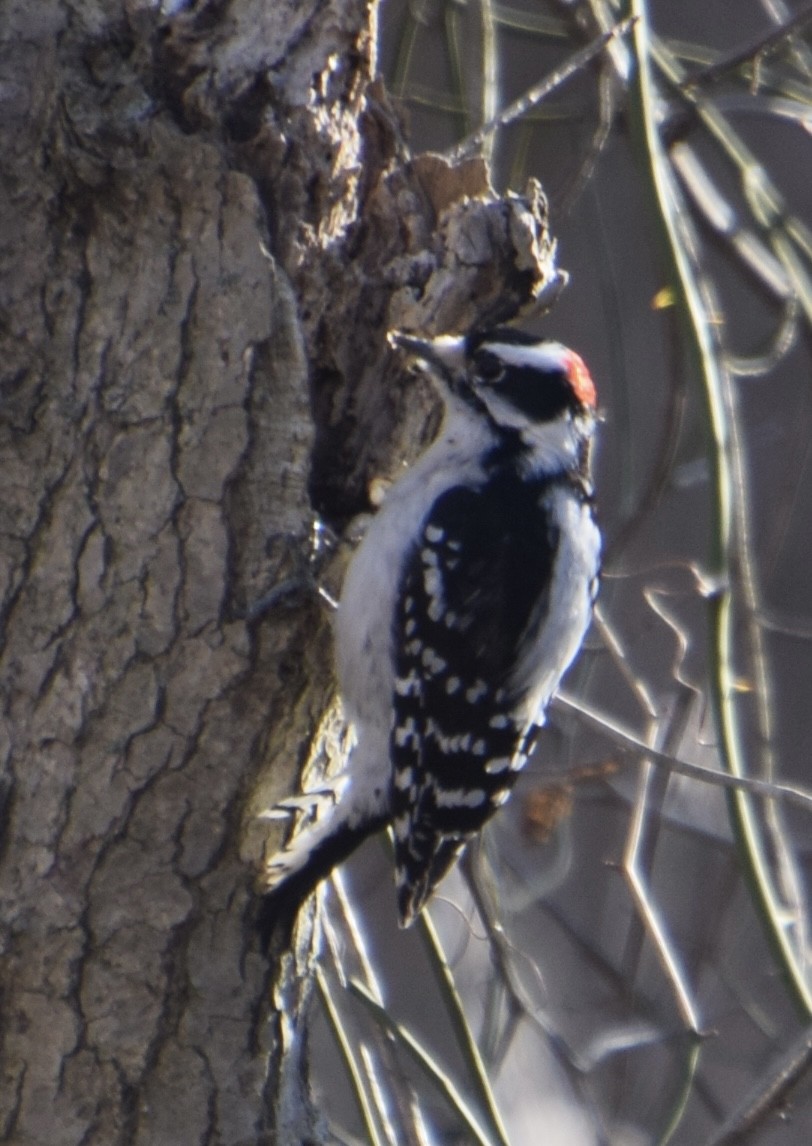 Downy Woodpecker - ML614833625