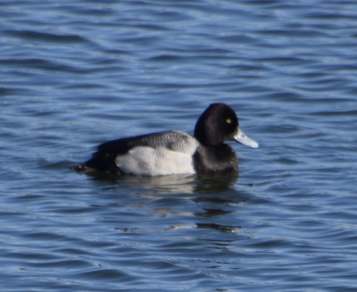 Lesser Scaup - Neal Fitzsimmons