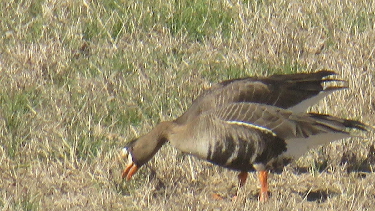 Greater White-fronted Goose - ML614833697