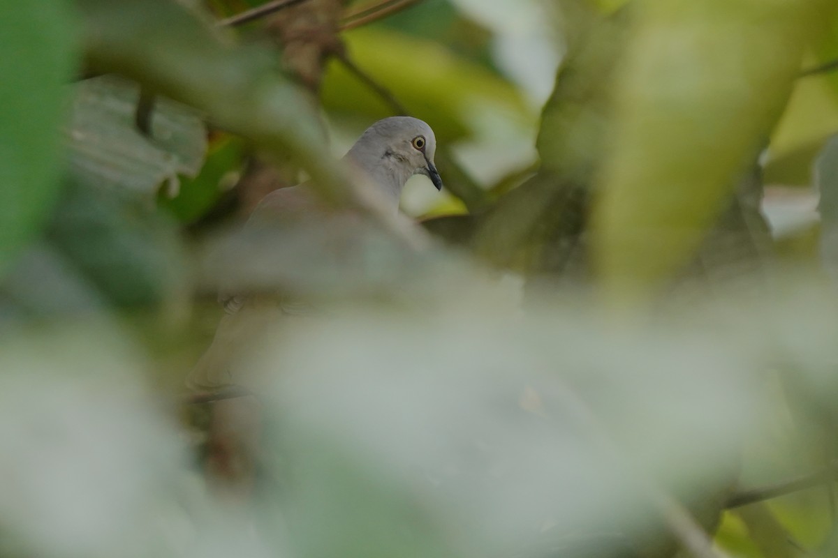 Pallid Dove - ML614833712