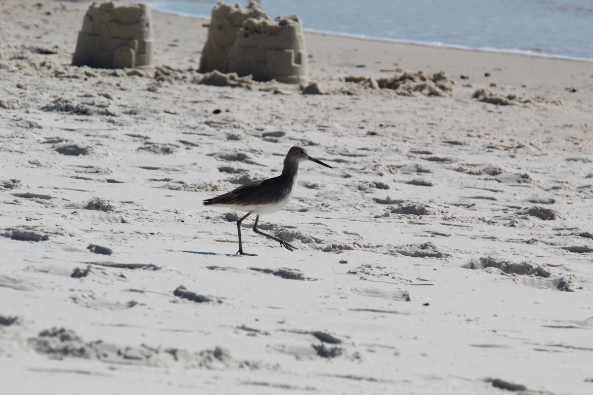 Willet - ML614833726