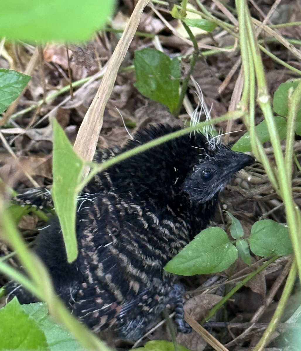 fasansporegjøk (phasianinus gr.) - ML614833728