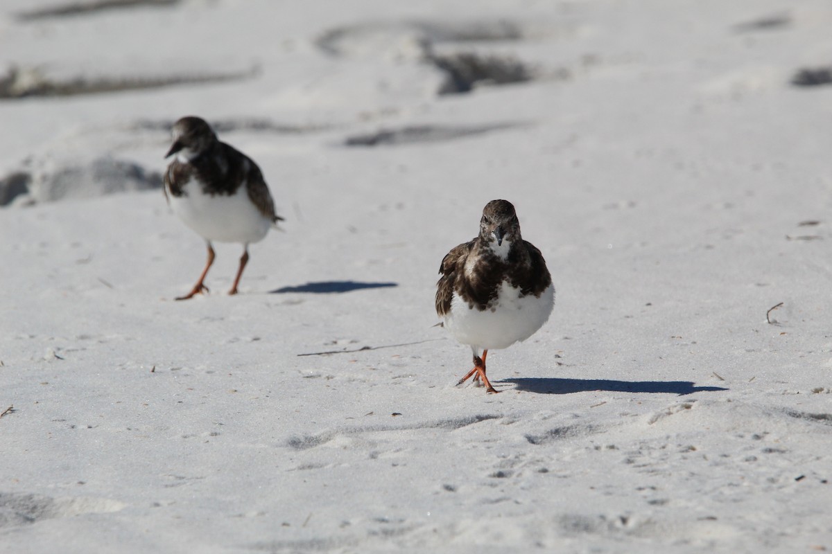 Ruddy Turnstone - Cristopher McFall