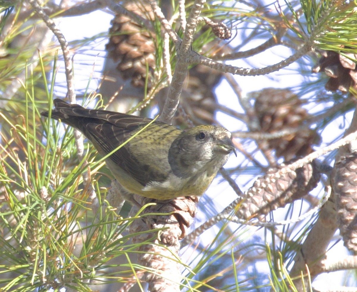 Red Crossbill - Becca Cockrum