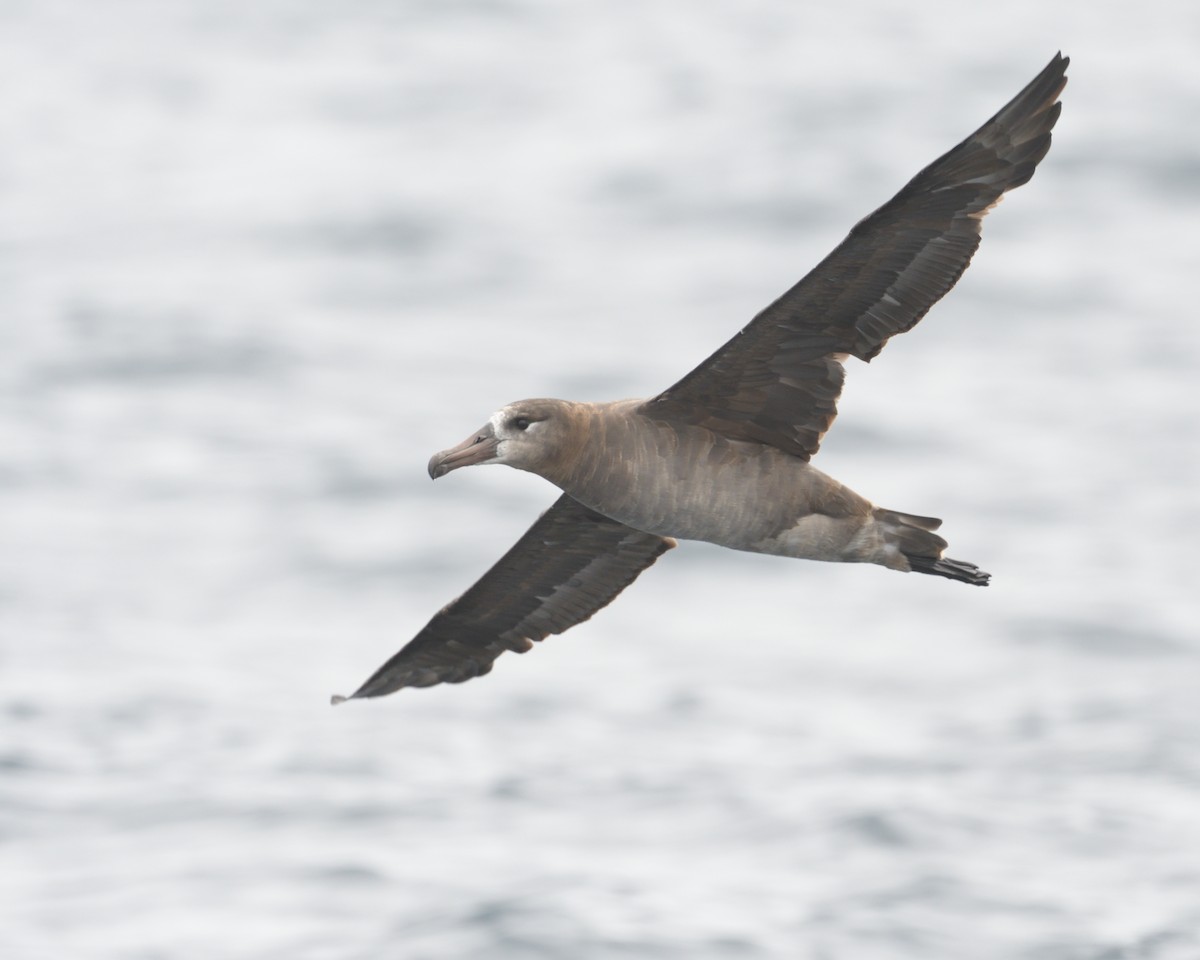 Black-footed Albatross - Max Wilson