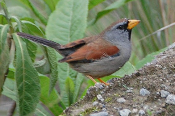 Great Inca-Finch - ML614833862