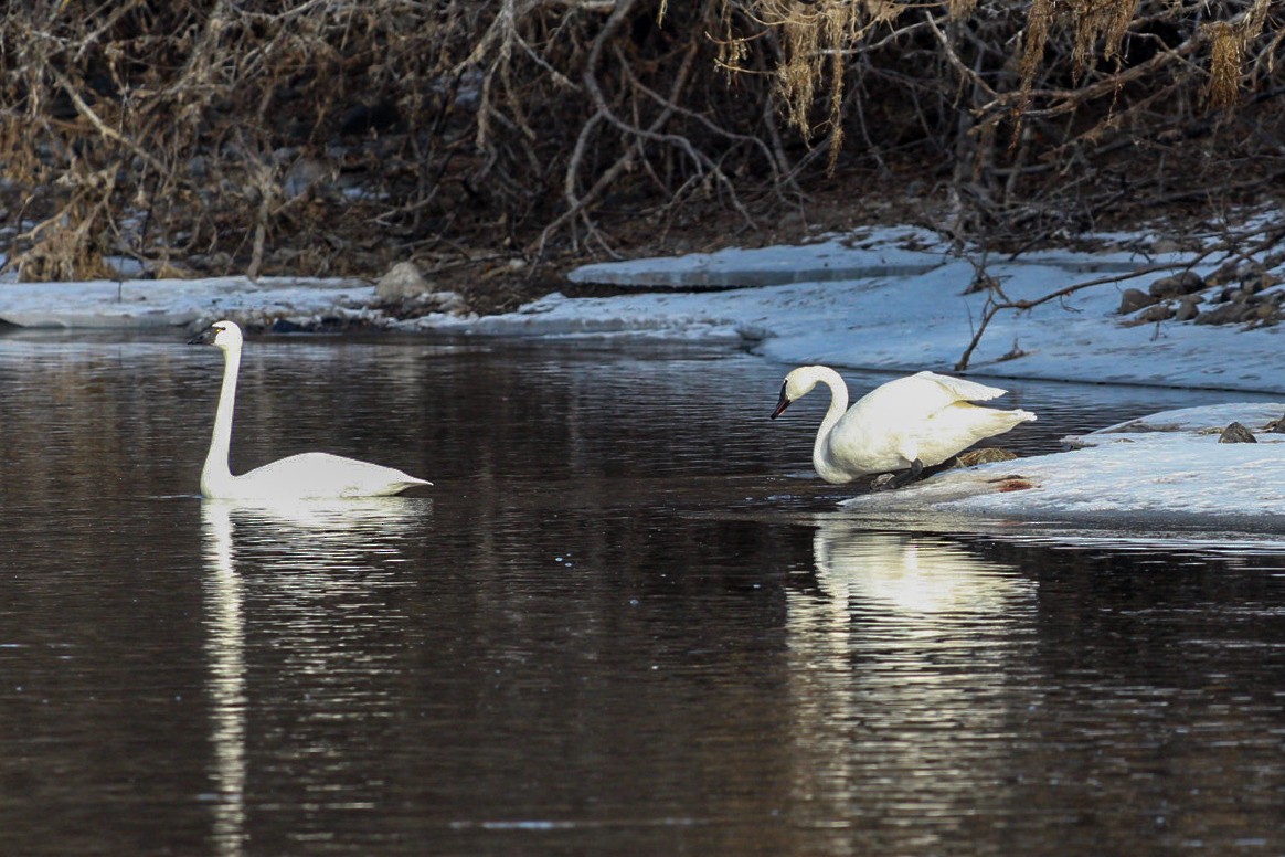 Tundra Swan - ML614833907