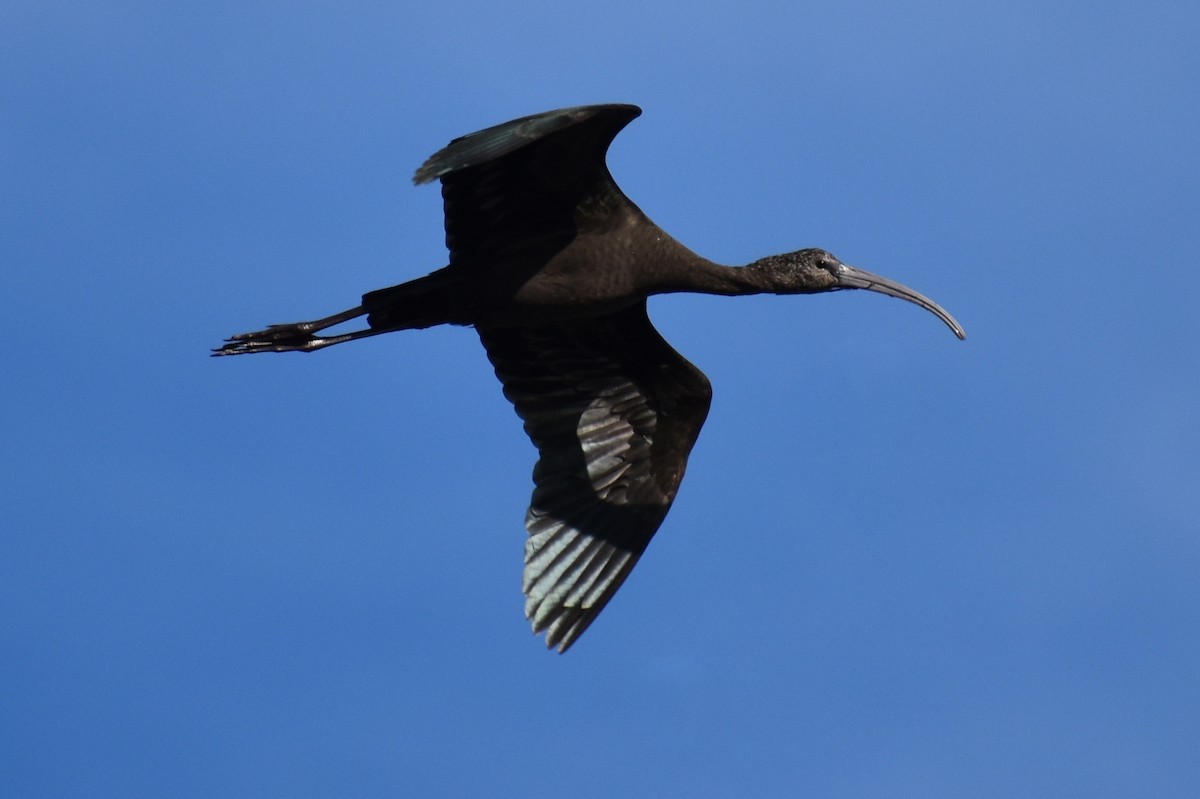 White-faced Ibis - Claire H