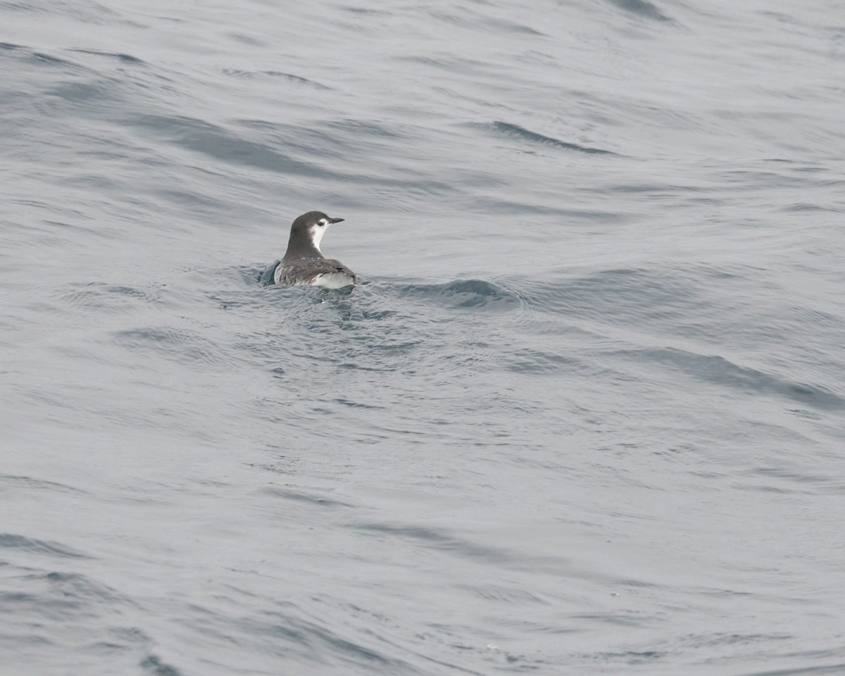 Guillemot de Xantus - ML614833940