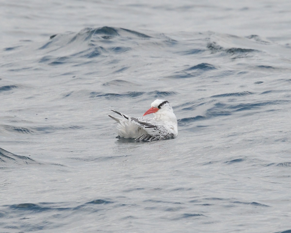 Red-billed Tropicbird - Max Wilson