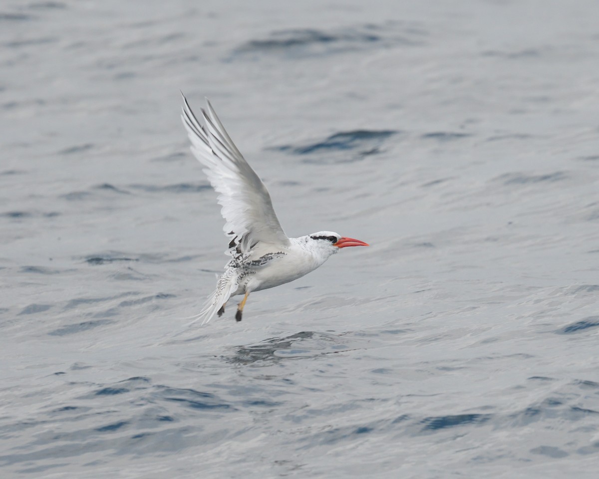 Red-billed Tropicbird - Max Wilson