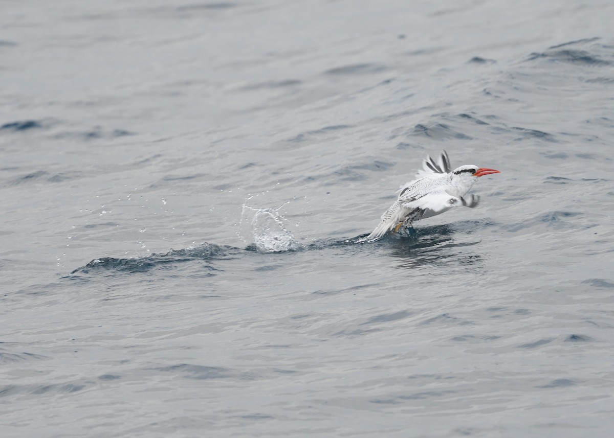 Red-billed Tropicbird - Max Wilson