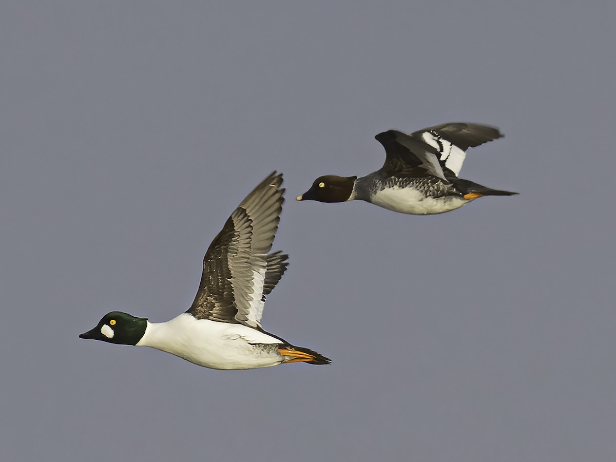 Common Goldeneye - ML614833952