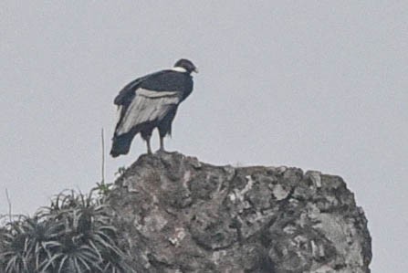 Condor des Andes - ML614833973