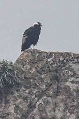 Condor des Andes - ML614833974