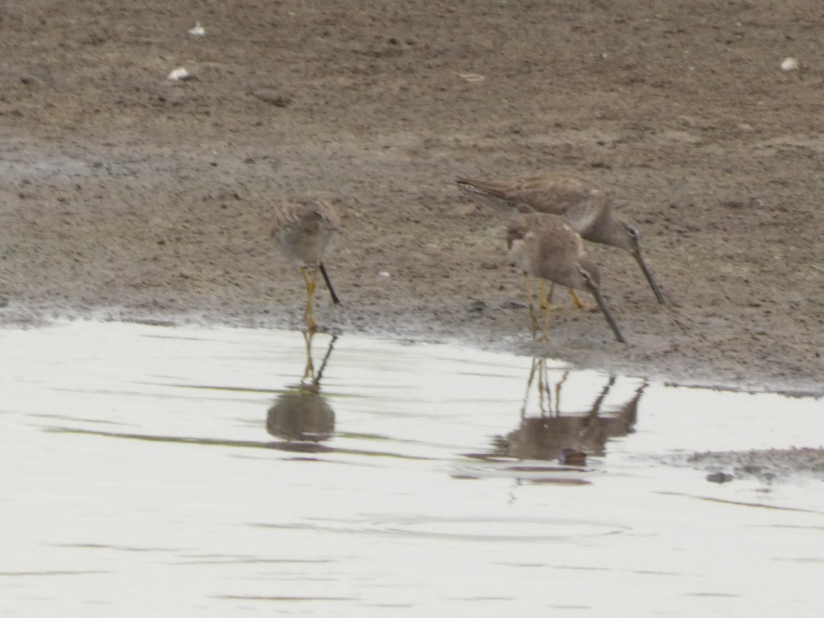 Long-billed Dowitcher - Dave Busch