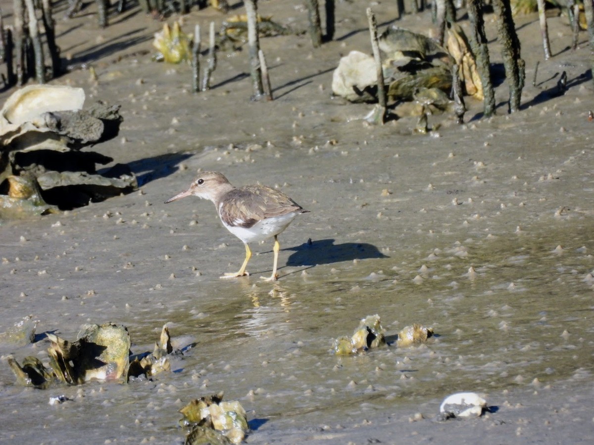 Spotted Sandpiper - ML614833981