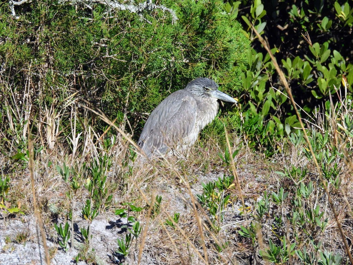 Yellow-crowned Night Heron - ML614834000