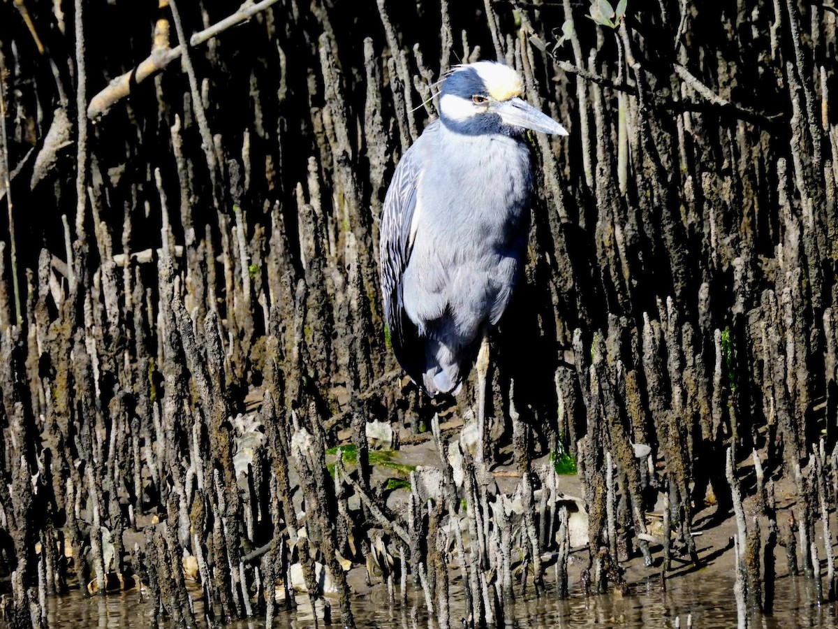 Yellow-crowned Night Heron - ML614834007