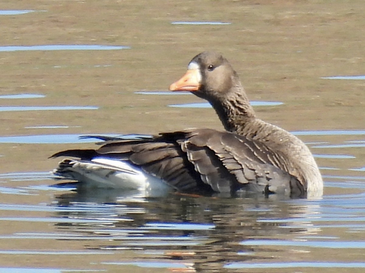 Greater White-fronted Goose - ML614834010