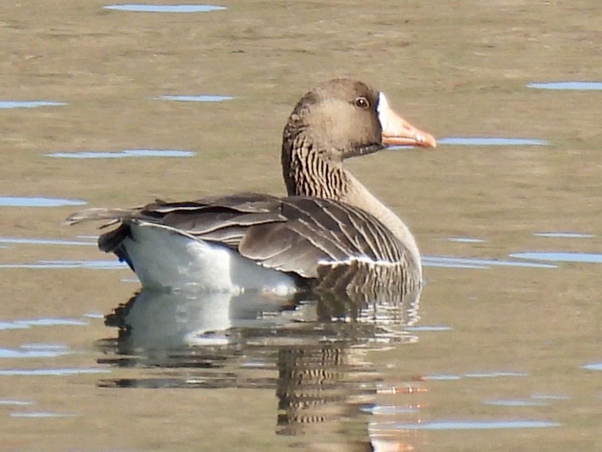 Greater White-fronted Goose - ML614834011