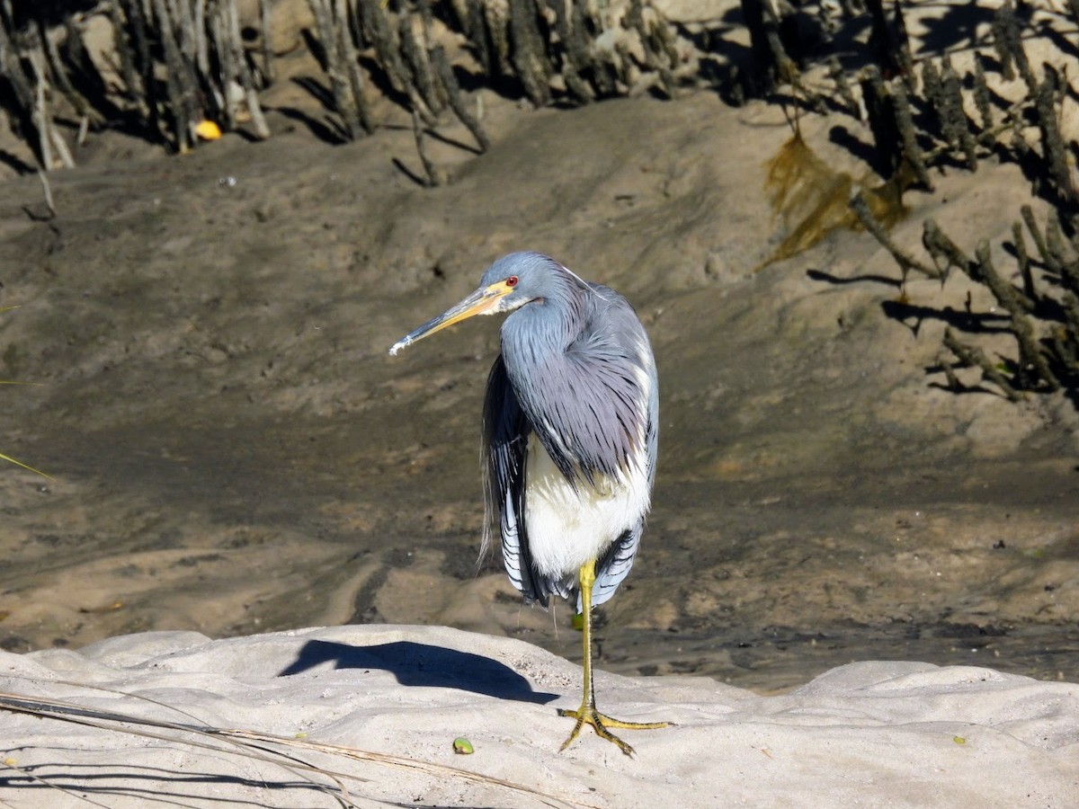 Tricolored Heron - ML614834012