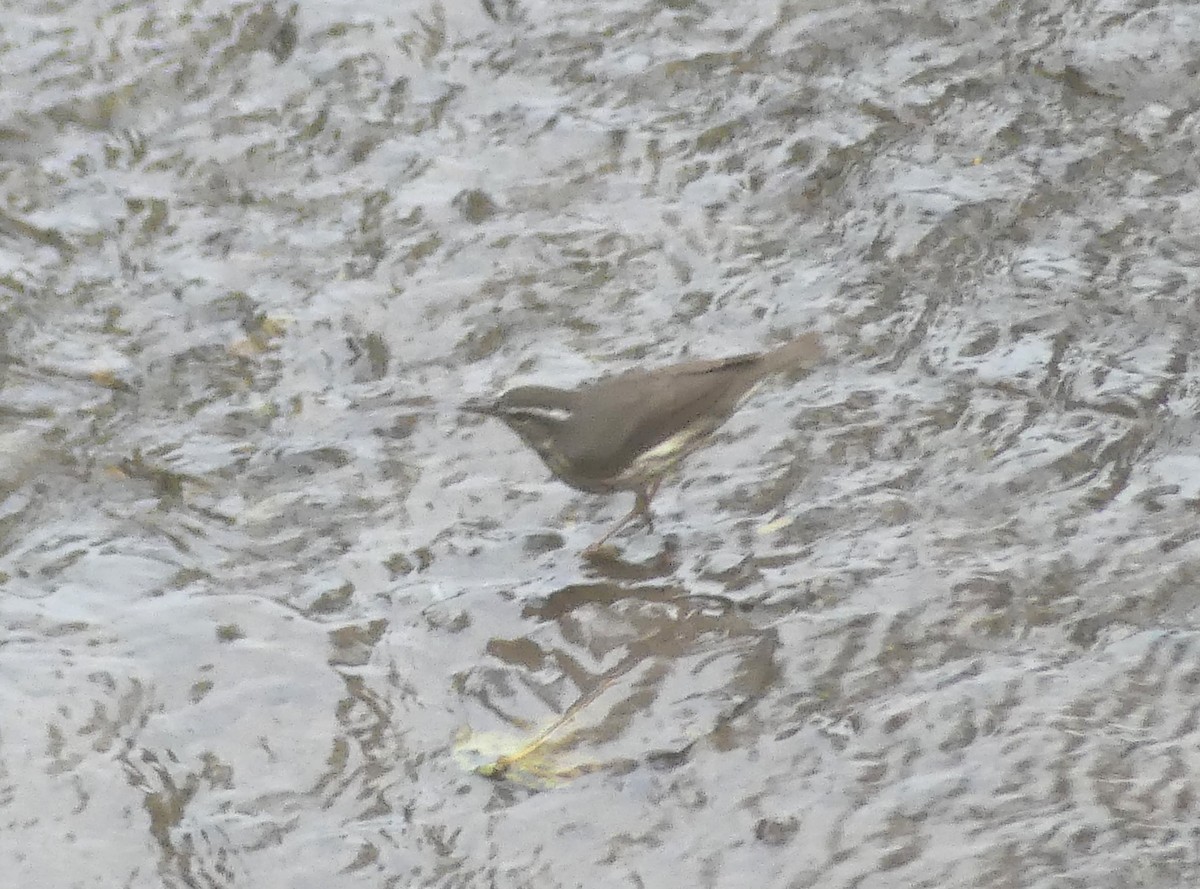 Louisiana Waterthrush - Dave Busch