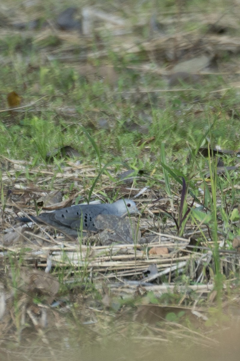 Blue Ground Dove - ML614834027