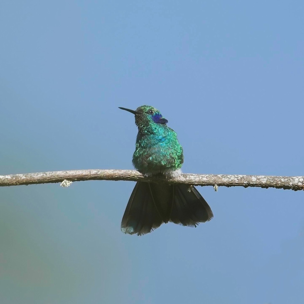kolibřík modrouchý - ML614834103
