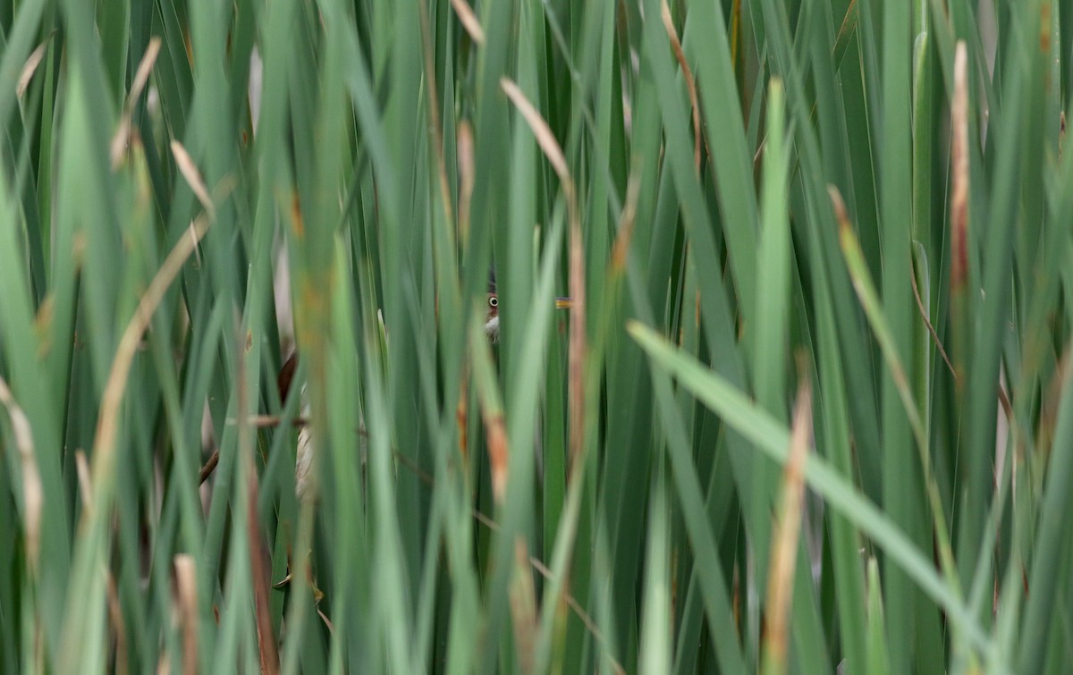 Least Bittern - ML61483411