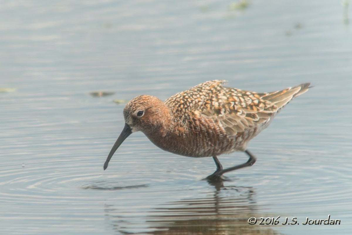 Curlew Sandpiper - Jerome Jourdan