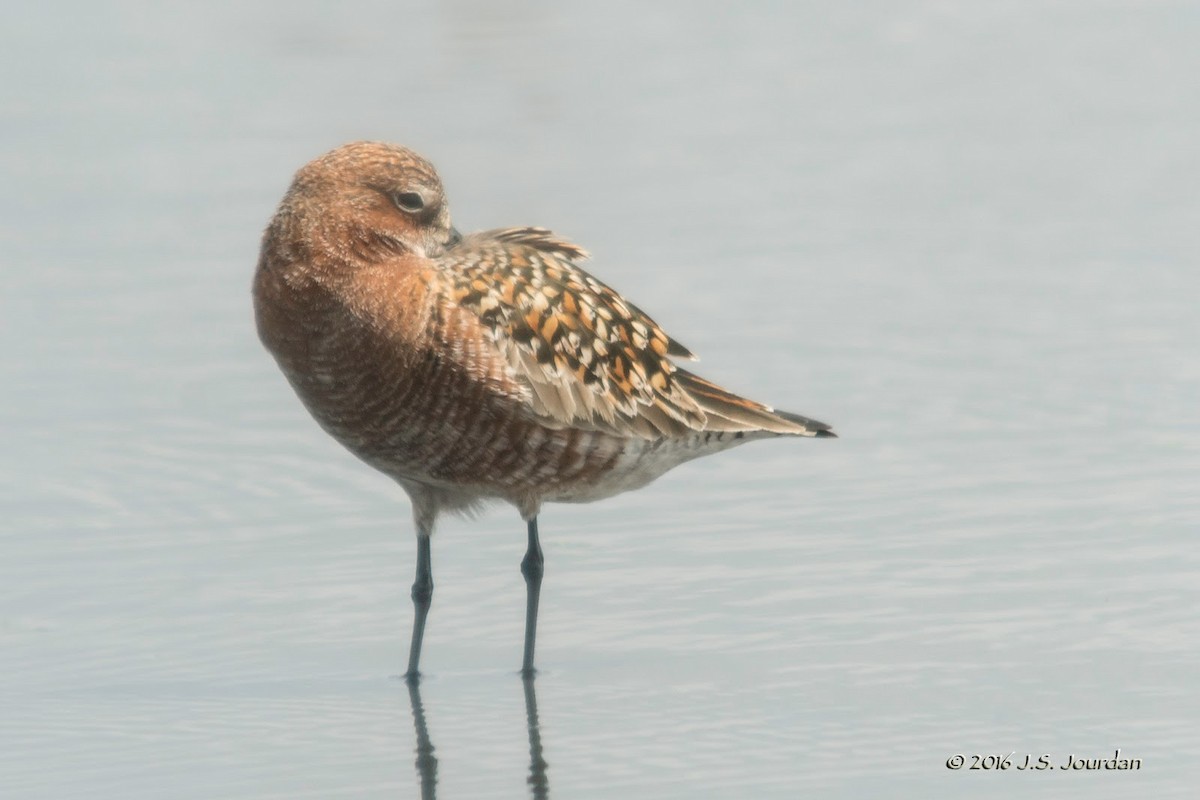 Curlew Sandpiper - Jerome Jourdan