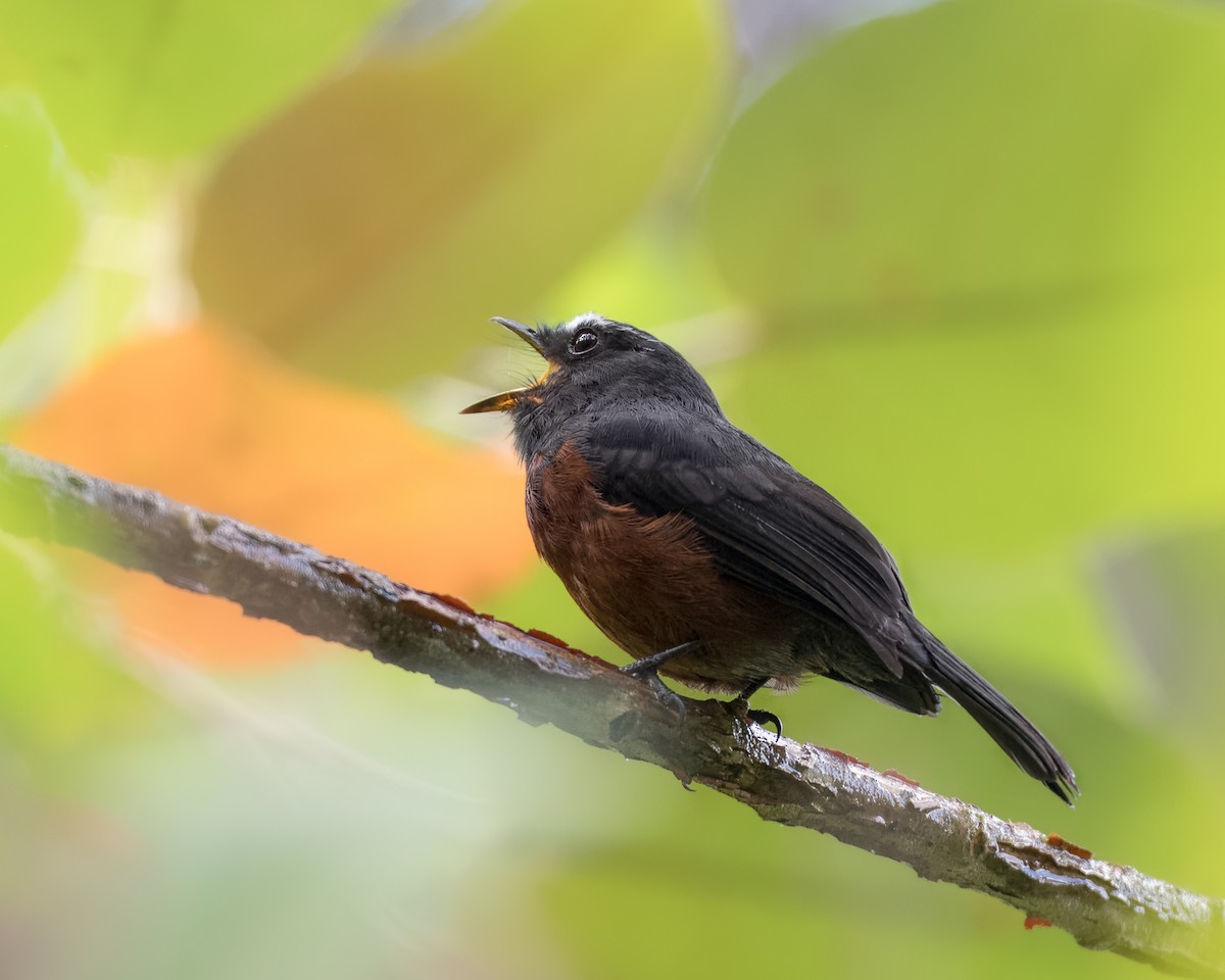 Chestnut-bellied Chat-Tyrant - ML614834114