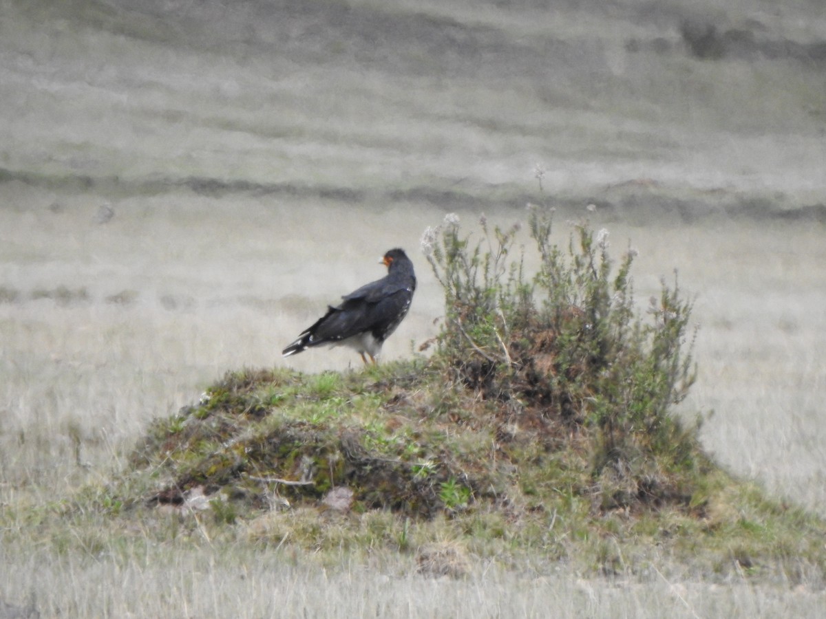 Caracara caronculé - ML614834159