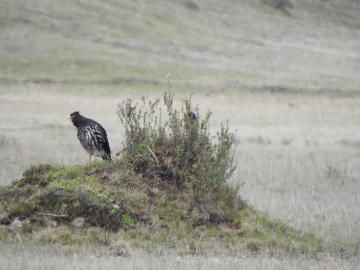 Caracara caronculé - ML614834166