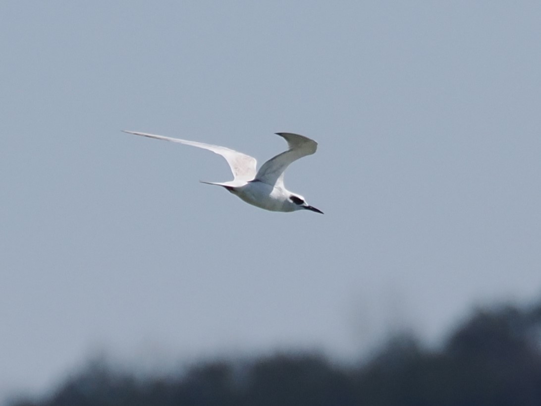 Forster's Tern - ML614834218