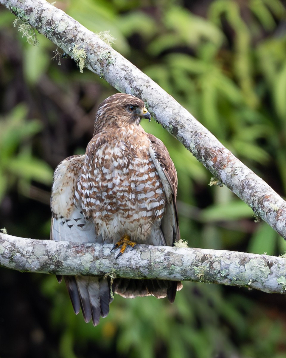 Broad-winged Hawk - ML614834230