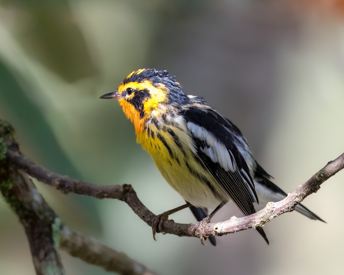 Blackburnian Warbler - ML614834235