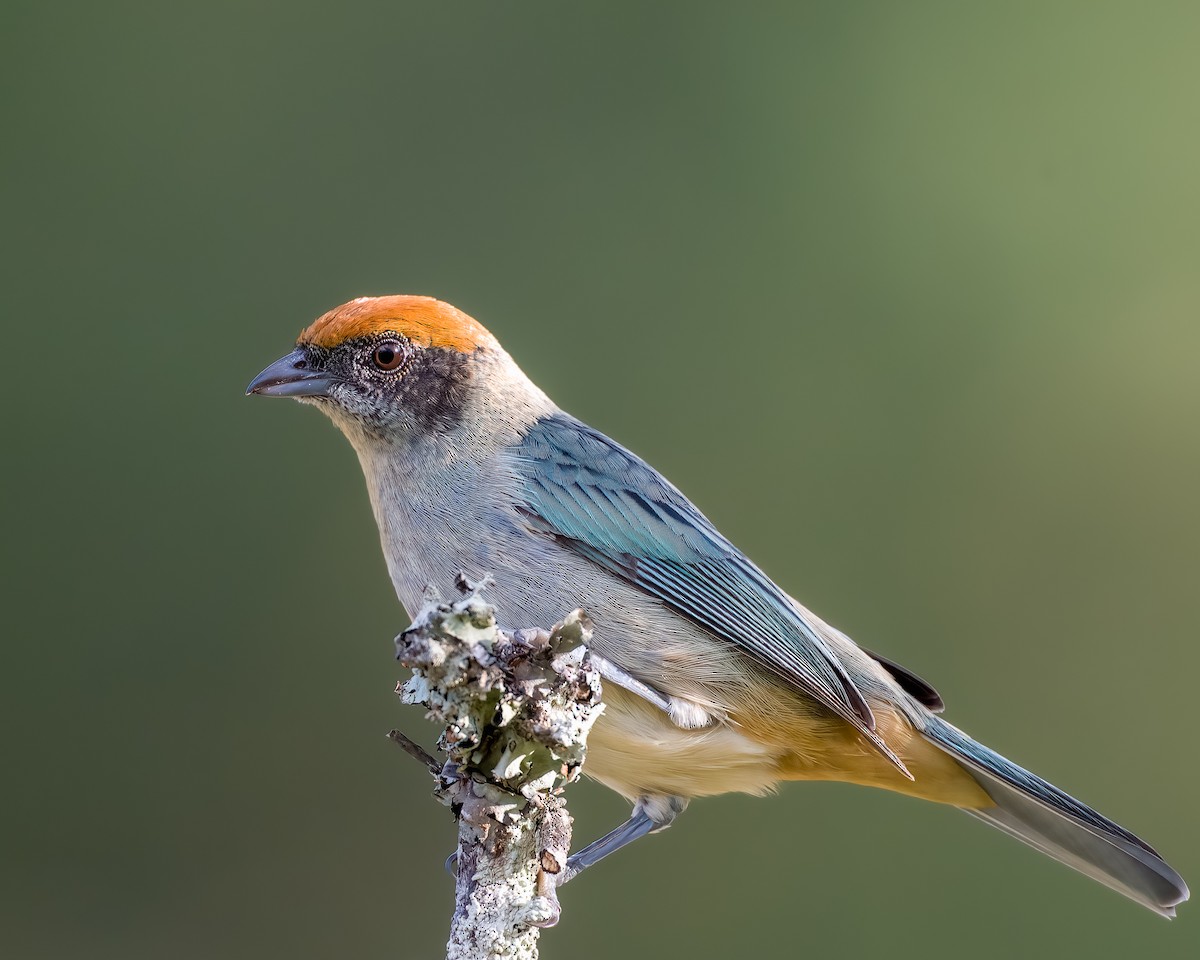 Scrub Tanager - ML614834311