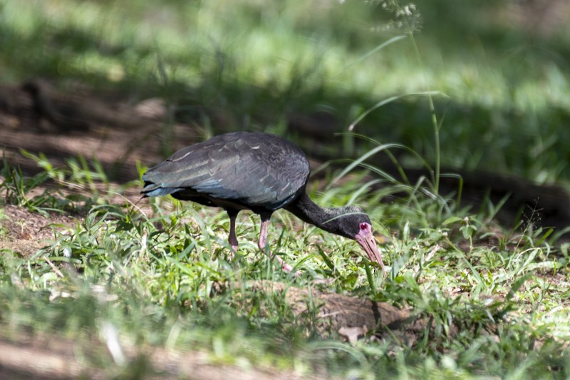 ibis tmavý - ML614834319