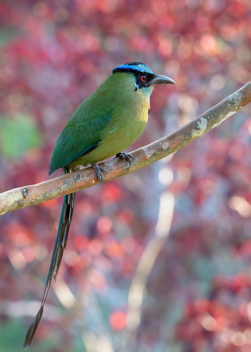 Andean Motmot - ML614834324
