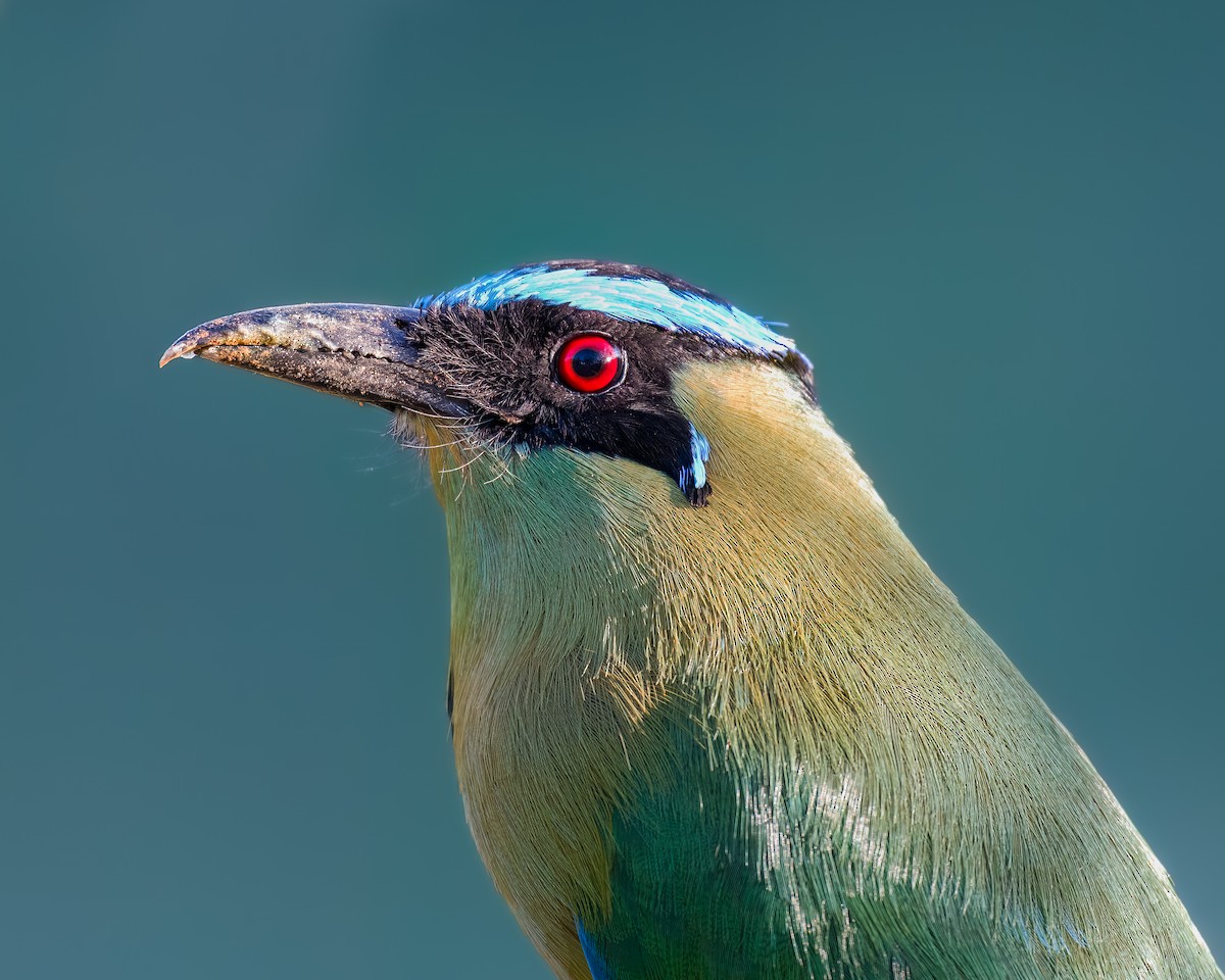 Andean Motmot - ML614834325