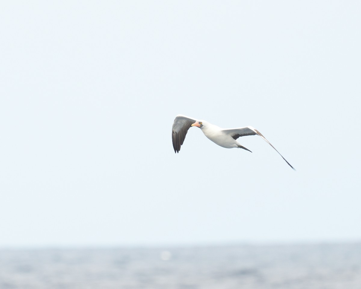 Nazca Booby - ML614834364