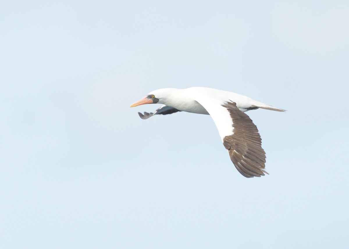 Nazca Booby - Max Wilson