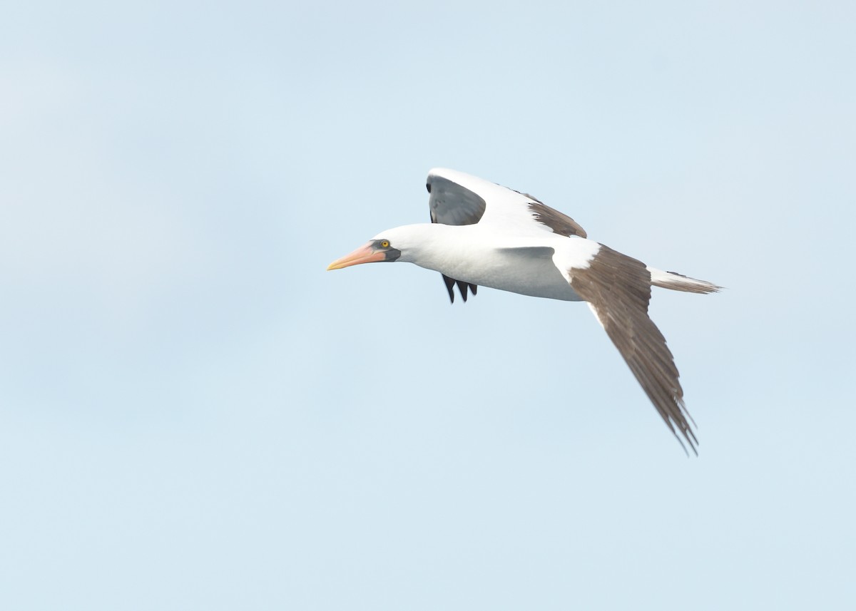 Nazca Booby - ML614834368