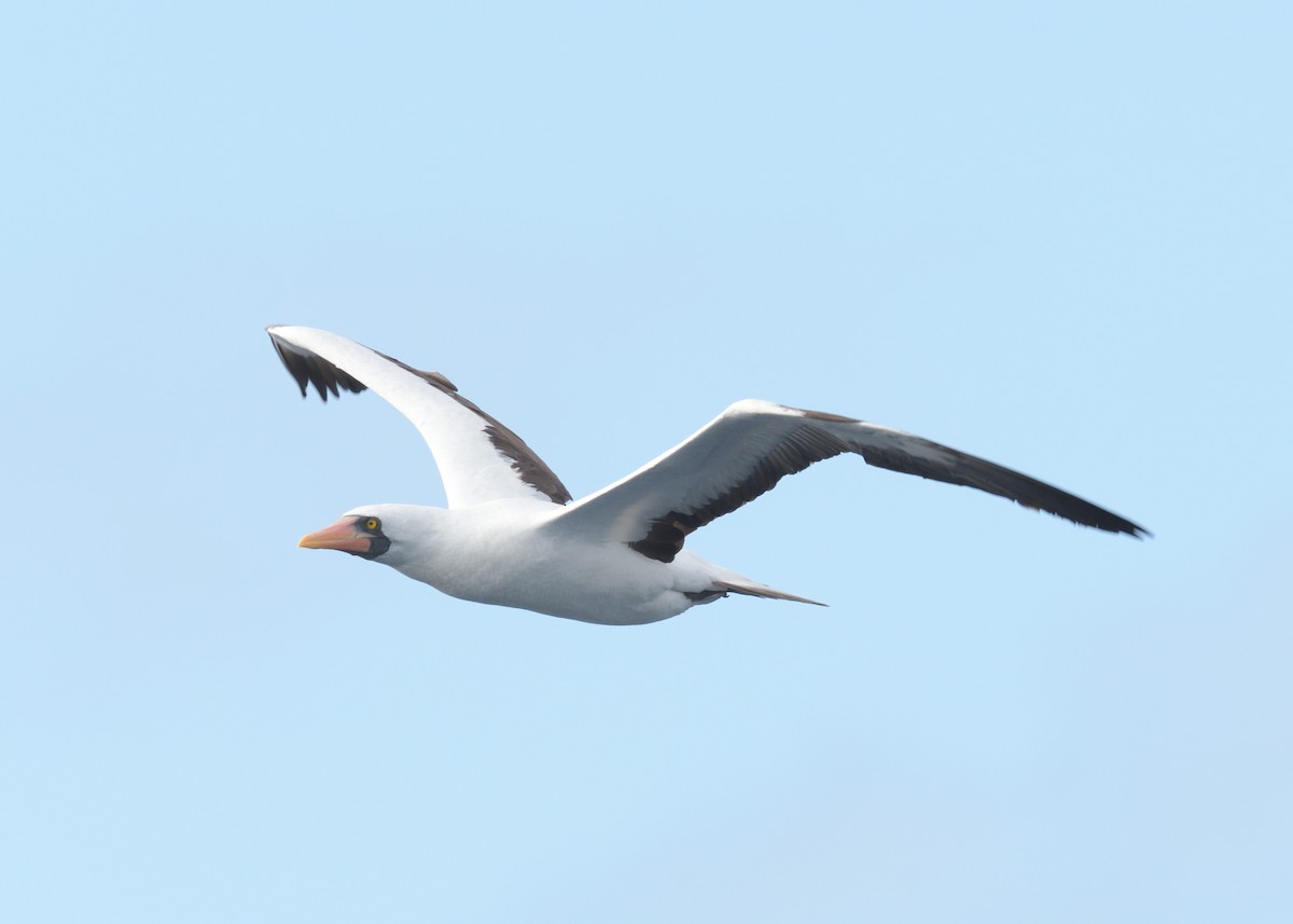 Nazca Booby - ML614834370