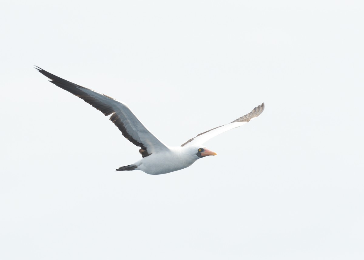 Nazca Booby - Max Wilson